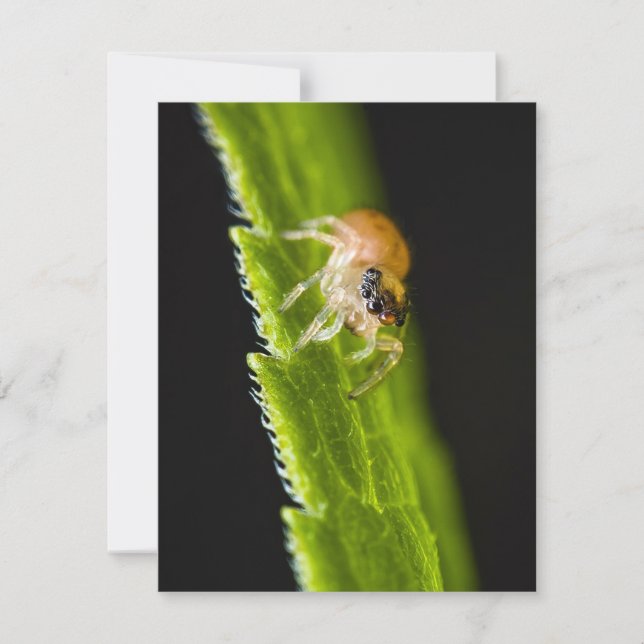 Niedlich Baby Jumping Spider - Salticid (Vorderseite)