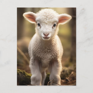 Niedlich Baby Lamp Ewe - Funny Farm Animes Postkarte