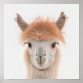 Niedlich Baby Llama Portrait (Alpaca) | 1:1 Poster