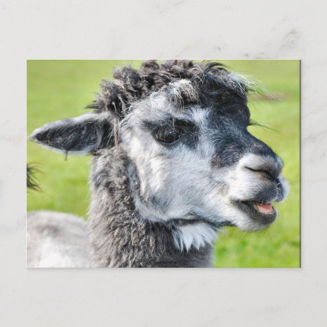 Niedlich Baby Llama Postkarte (Vorderseite)