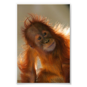 Niedlich Baby Orangutan Fotodruck