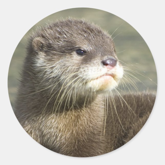 Niedlich Baby Otter Runder Aufkleber (Vorderseite)