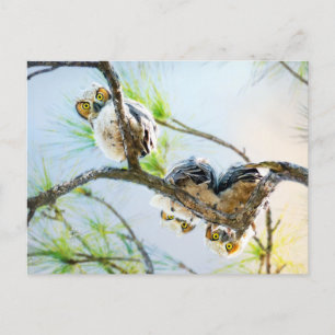 Niedlich Baby Owls Blank Jeder Anlass Feiertagspostkarte