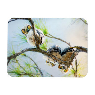 Niedlich Baby Owls Wildlife Fotografy Magnet