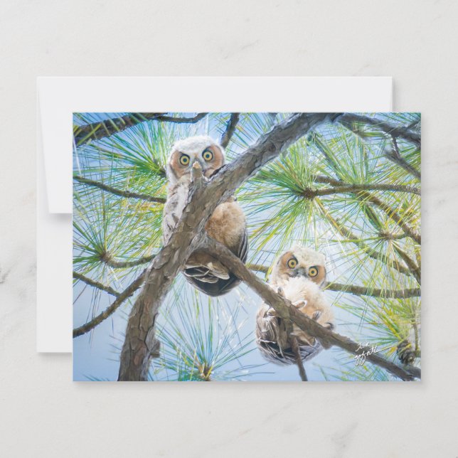 Niedlich Baby Owls Wildlife Fotografy Modern Mitteilungskarte (Vorderseite)