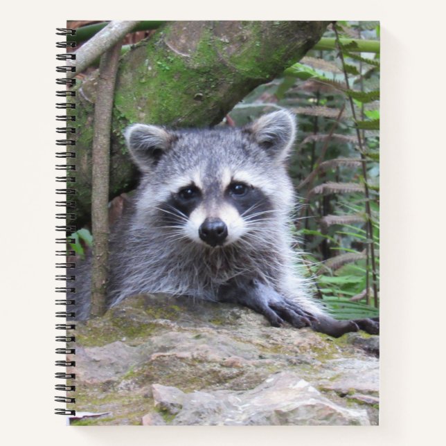Niedlich Baby Raccoon Pic Notebook Notizbuch (Vorderseite)