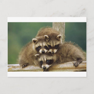 Niedlich Baby Raccoon Postkarte