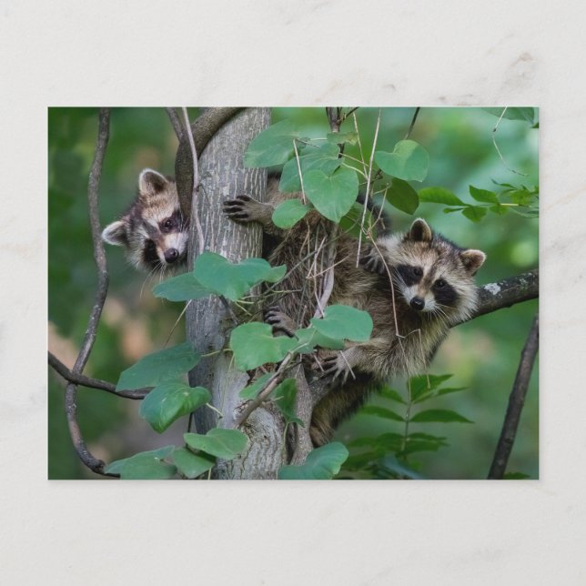 Niedlich Baby Raccoons Postkarte (Vorderseite)