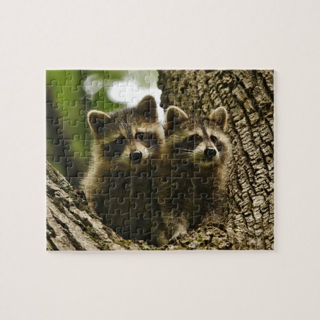 Niedlich Baby Raccoons Puzzle (Horizontal)