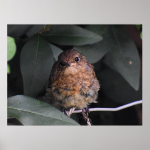 Niedlich Baby Robin Poster