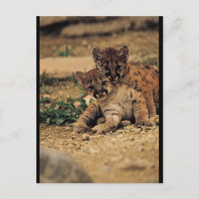Niedlich Baby Tigers Postkarte (Vorderseite)