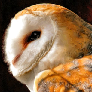 NIEDLICH BARN OWL KARTE