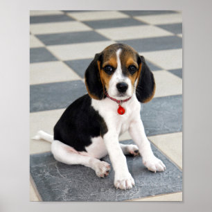 Niedlich Beagle Welpe Foto Poster