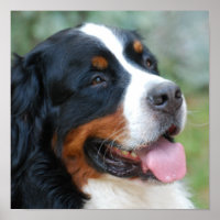 Niedlich-Bernese-Poster