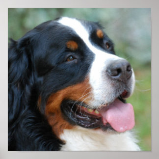 Niedlich-Bernese-Poster Poster