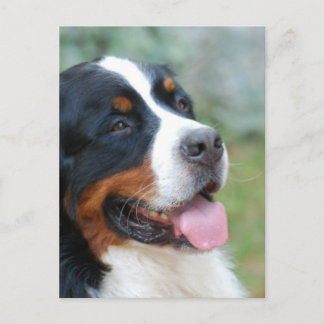 Niedlich-Bernese-Postkarte Postkarte