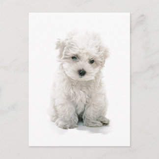Niedlich Bichon Frise Postcard Postkarte
