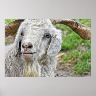 Niedlich Billy Goat Poster