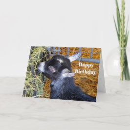 Niedlich Black Baby Goat Eating Hay Birthday Karte