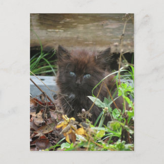 Niedlich Black Kitten Postkarte