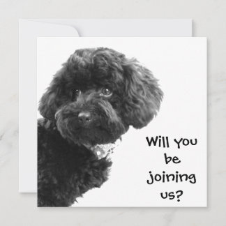 Niedlich Black Toy Poodle © Personalisiertes Party Einladung