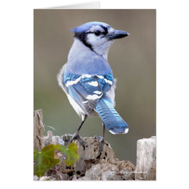 Niedlich Blue Jay Songbird auf Treestump (Vorne)