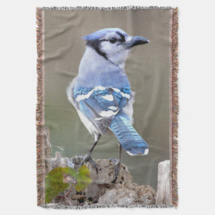 Niedlich Blue Jay Songbird auf Treestump Decke