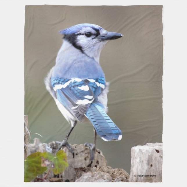 Niedlich Blue Jay Songbird auf Treestump Fleecedecke (Vorderseite)