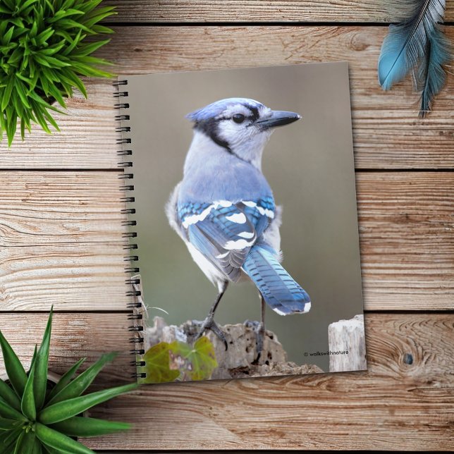 Niedlich Blue Jay Songbird auf Treestump Notizblock (Blue Jay Strikes a Pose on the Stump Journal Cover Photo)
