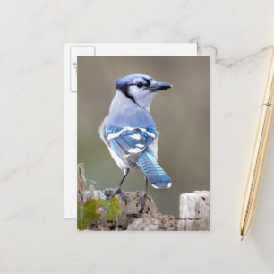 Niedlich Blue Jay Songbird auf Treestump Postkarte