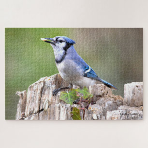 Niedlich Blue Jay Songbird auf Treestump Puzzle