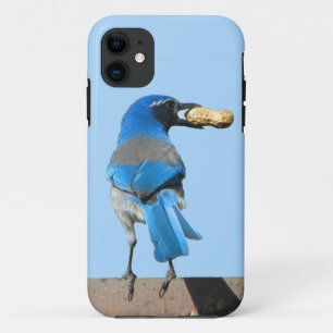 Niedlich Blue Scrub Jay Bird und Erdnuss Case-Mate iPhone Hülle