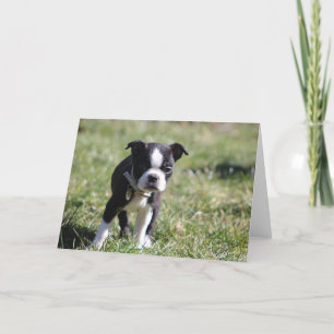 Niedlich Boston Terrier Blank Dankeskarte