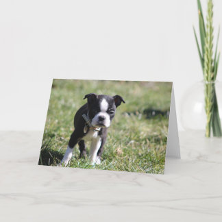 Niedlich Boston Terrier Blank Dankeskarte