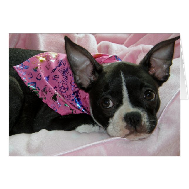Niedlich Boston Terrier Puppy (Vorderseite (Horizontal))