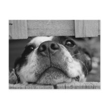 Niedlich Boston Terrier Puppy Closeup