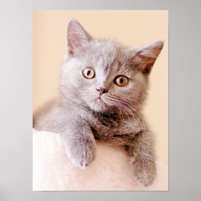 Niedlich British Shorthair Cat Poster (Vorne)