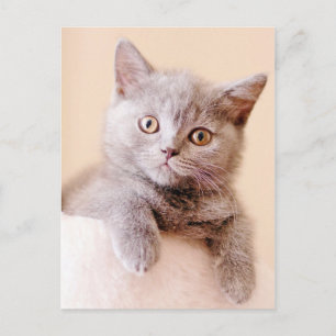 Niedlich British Shorthair Cat Postkarte
