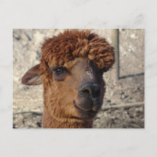 Niedlich Brown Alpáca DIY Postkarte
