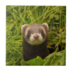 Niedlich Brown Ferret im Gras-Foto Fliese