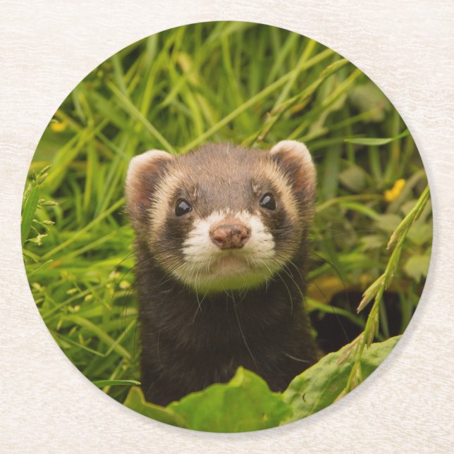 Niedlich Brown Ferret im Gras-Foto Runder Pappuntersetzer (Vorderseite)