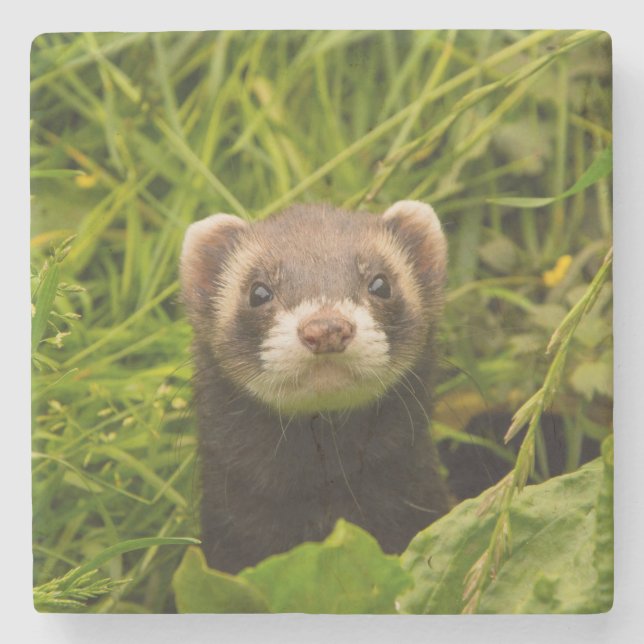 Niedlich Brown Ferret im Gras-Foto Steinuntersetzer (Vorderseite)