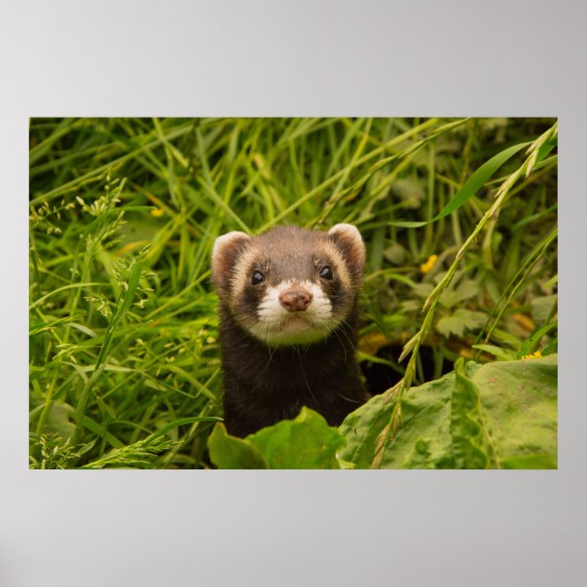 Niedlich Brown Ferret im Gras Poster (Vorne)