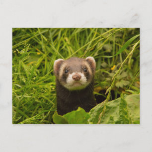 Niedlich Brown Ferret im Gras Postkarte