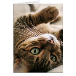 Niedlich Brown Gepunktete Bengalische Katze Kätzch