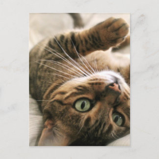 Niedlich Brown Gepunktete Bengalische Katze Kätzch Postkarte