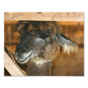 Niedlich Brown Llama 10x8 Farm Animal Print Fotodruck