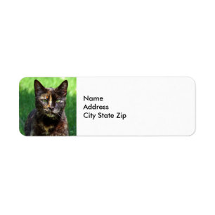 Niedlich Brown Tortoiseshell Cat Foto