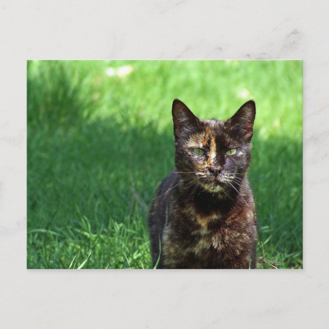 Niedlich Brown Tortoiseshell Cat Foto Postkarte (Vorderseite)