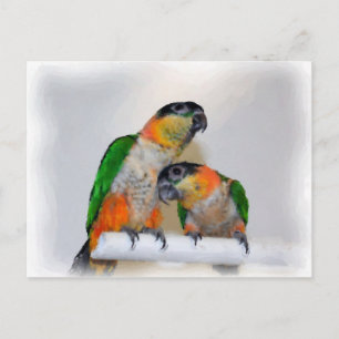 Niedlich Caique Parrot Pair Bird Postkarte